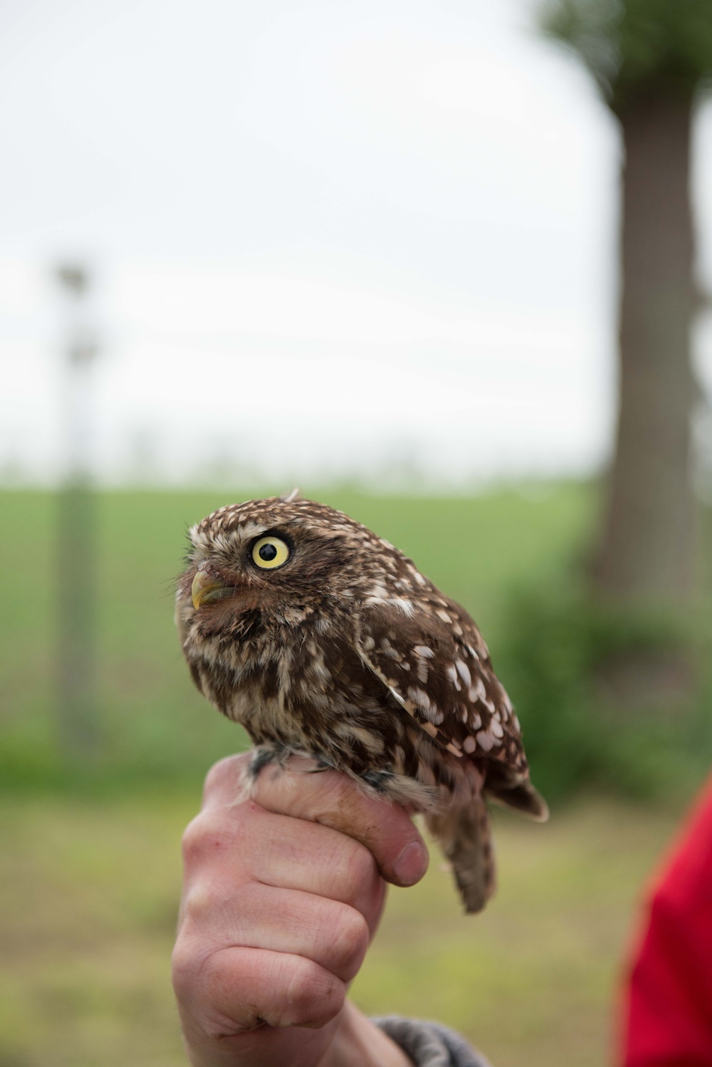 Protected birds of prey on Chièvres Air Base