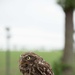 Protected birds of prey on Chièvres Air Base