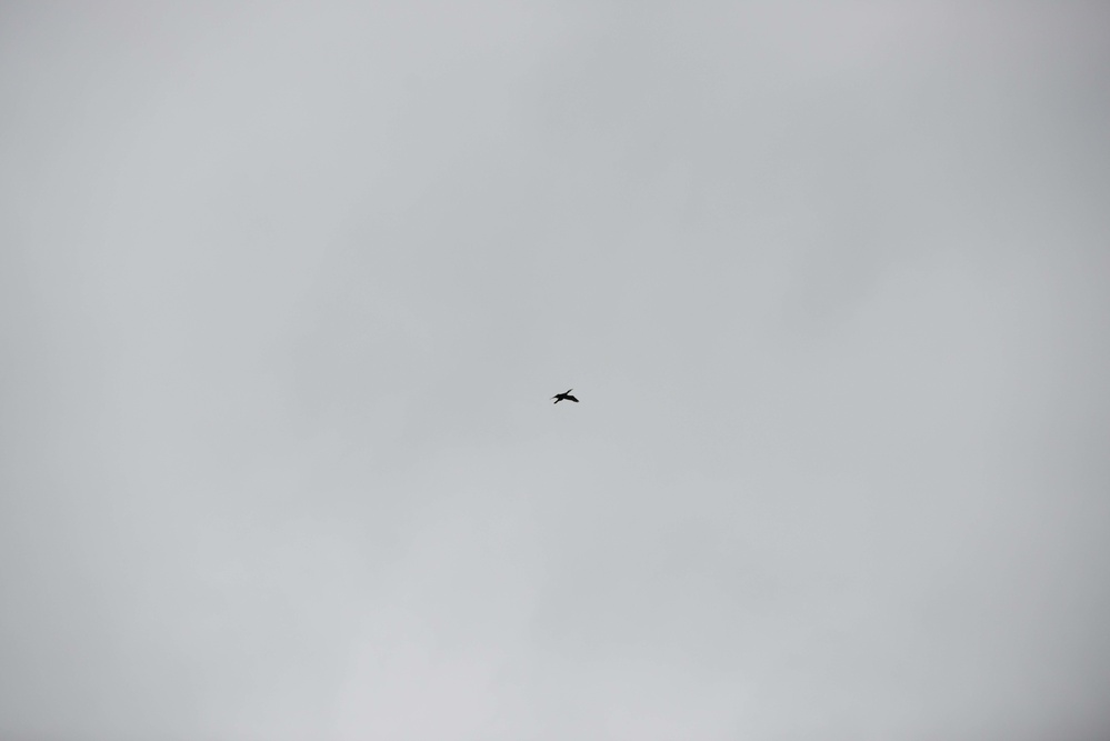 Protected birds of prey on Chièvres Air Base