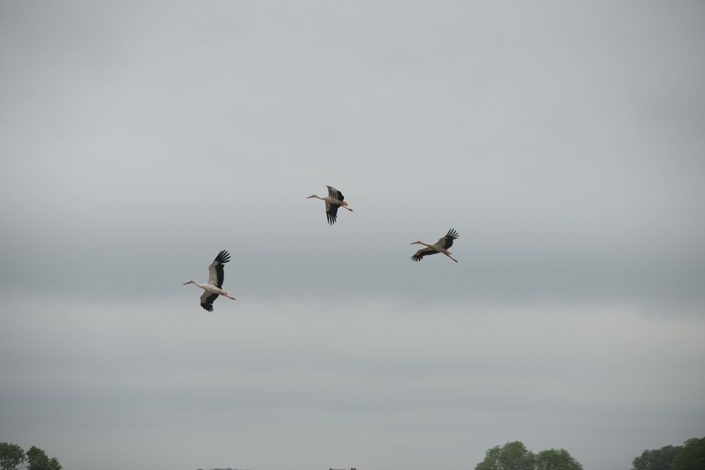 Protected birds of prey on Chièvres Air Base