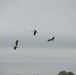 Protected birds of prey on Chièvres Air Base