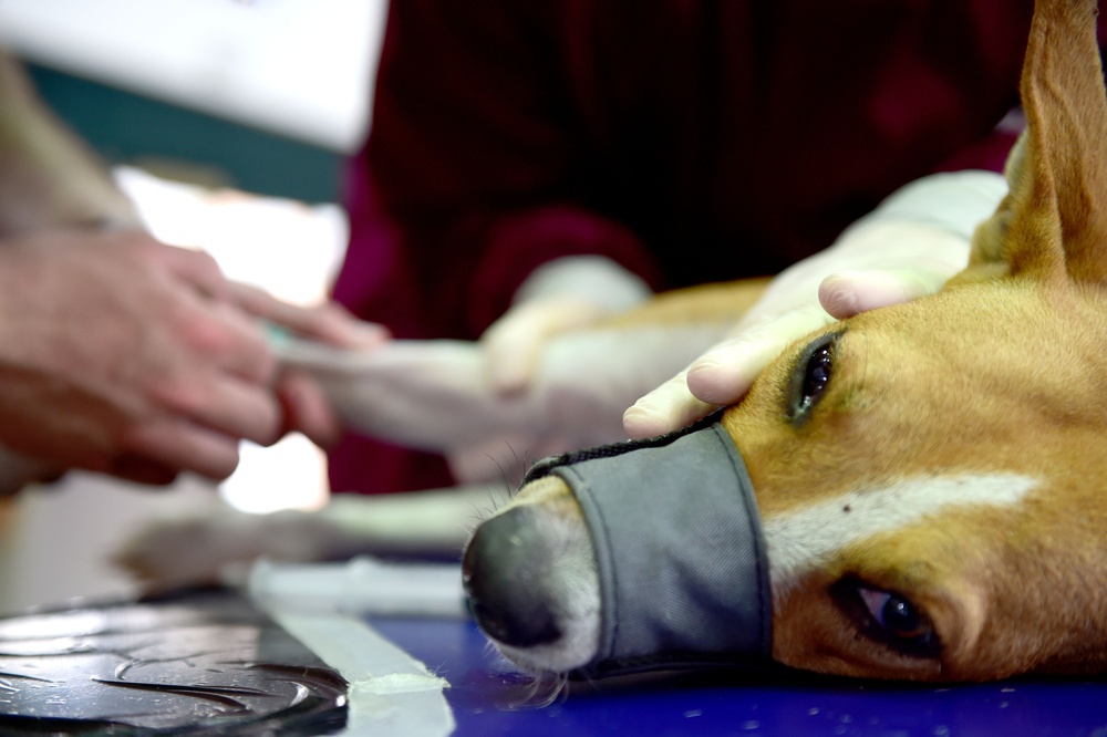 Veterinary clinic held in Betio, Kiribati