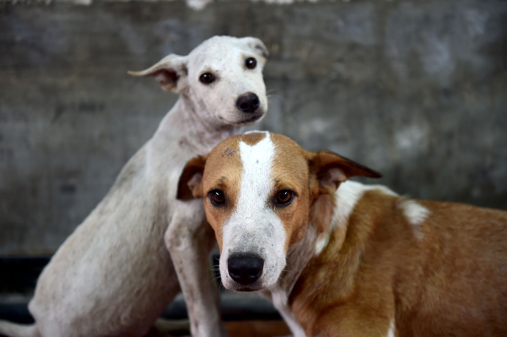 Veterinary clinic held in Betio, Kiribati