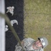 7th Army Combined Arms Training Center Air Assault Course