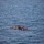 65 Indonesians saved from tragedy by U.S. Marines, Sailors 65 Indonesians saved from tragedy by U.S. Marines, Sailors