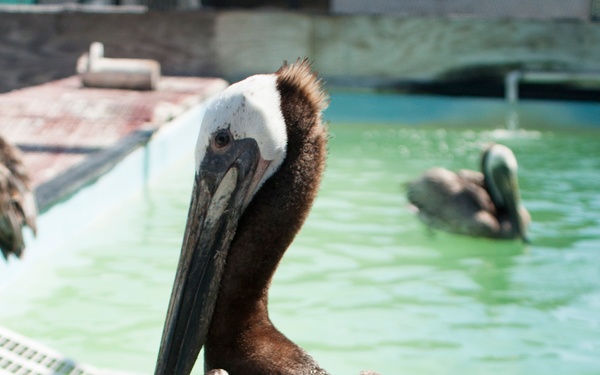 Pelican Release #5