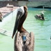 Pelican Release #5