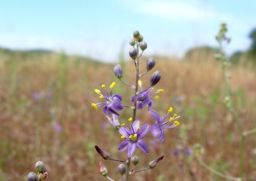 Purple amole’s last stand: Camp Roberts protects 32 rare species, including one found only there and at nearby Fort Hunter Liggett