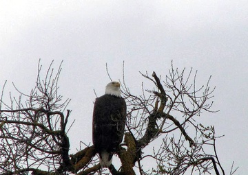 Purple amole’s last stand: Camp Roberts protects 32 rare species, including one found only there and at nearby Fort Hunter Liggett