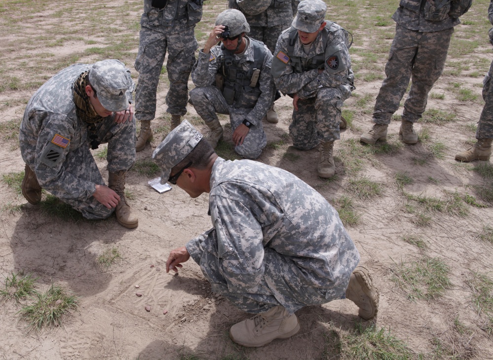 Golden Coyote Golden Coyote