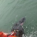 Coast Guard Station Montauk rescues turtle caught in line near Montauk, NY
