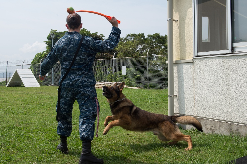 Military working dog obstacle course training