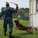 Military working dog obstacle course training