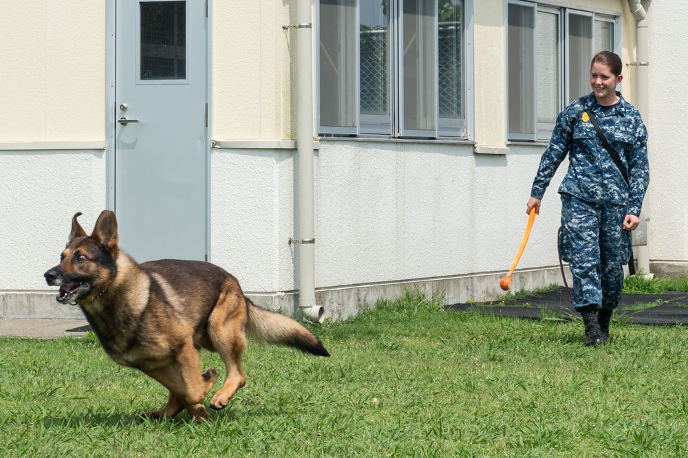 Military working dog obstacle course training