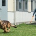 Military working dog obstacle course training