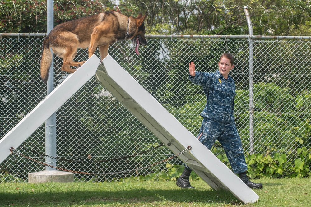 Military working dog obstacle course training