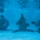 U.S. Marines dive into water survival training