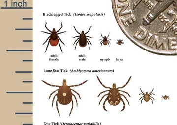 Preventing tick bites and Lyme disease