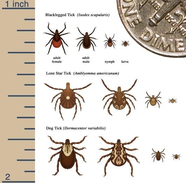 Photo illustration of a tick - Lyme Disease