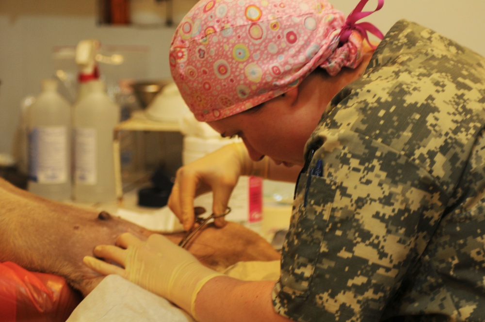 Veterinarians make a dfference at small animal clinic