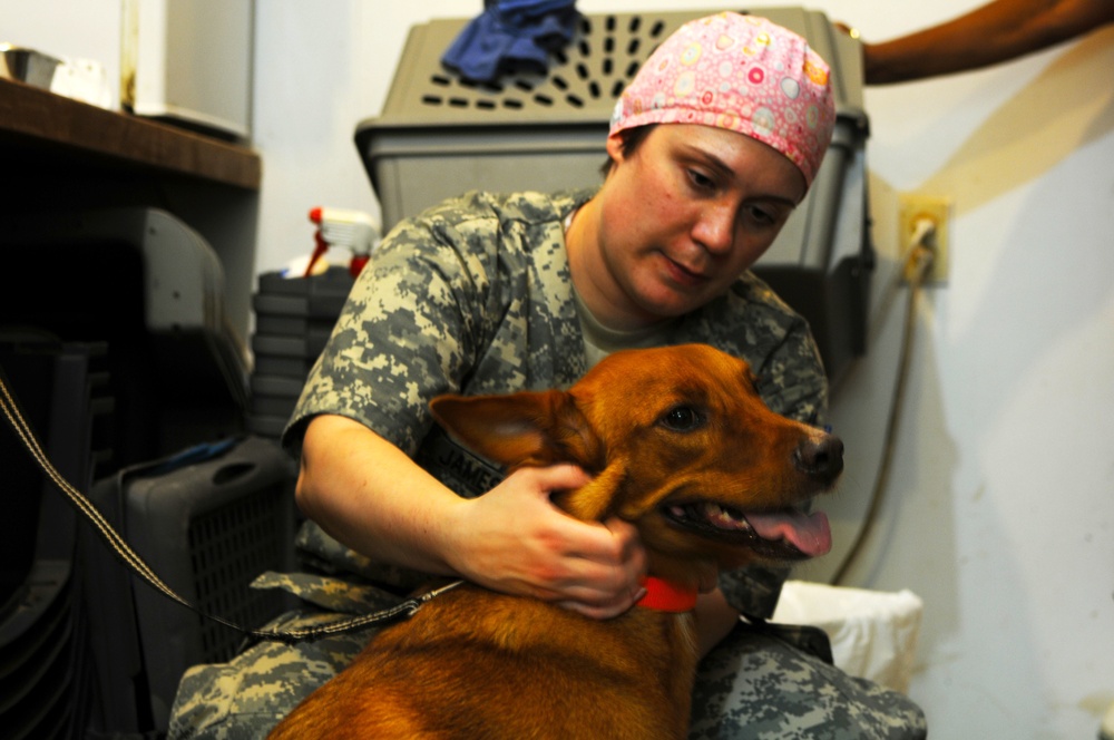 Veterinarians make a difference at small animal clinic