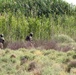 Iraqi army tactical training, Operation Inherent Resolve