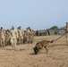 African Lion 15: Tifnit military dog and UN training