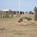 African Lion 15: Tifnit military dog &amp; UN training
