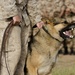 African Lion 15: Tifnit military dog and UN training