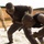 No Limits: U.S. Marines, Gabonese train at Cooperative Security Location