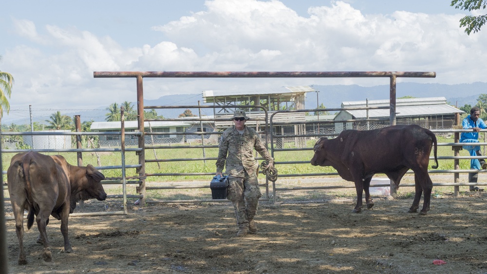 Pacific Partnership holds a veterinary clinic at Vudal, Papua New Guinea