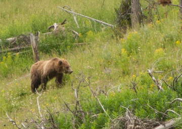 Summer exploration: discovering national parks