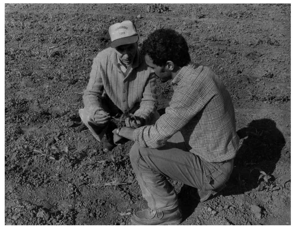 Mohamed Karrou, (right) who is writing his thesis on the effect of spacing on US hybrid corn, talks with M'hamed Hanafii, a mission agricultural officer