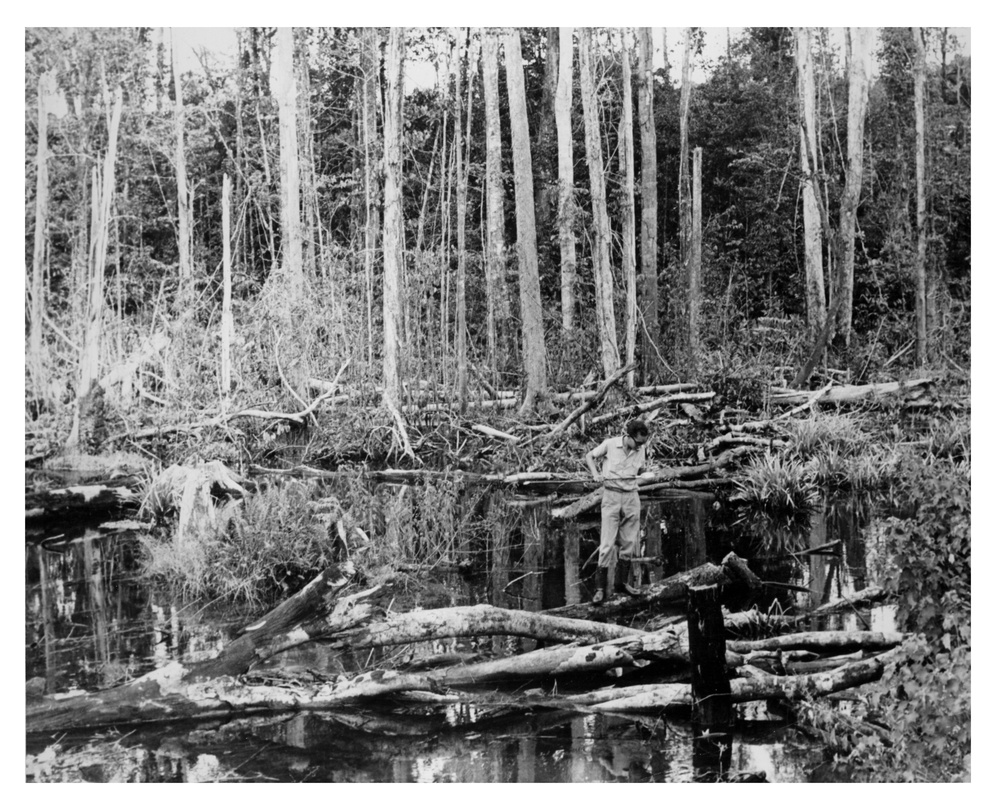 Entomologist acquiring mosquito larvae in Brazilian swamp