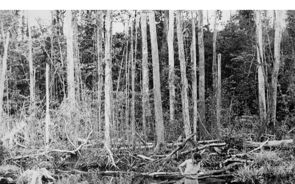 A black-and-white archival photograph showing a person standing among fallen logs and debris in a swampy, forested area. The scene depicts what appears to be a wetland or flooded woodland with numerous downed trees and standing water. The individual appears to be surveying or examining the area amid significant forest disturbance.