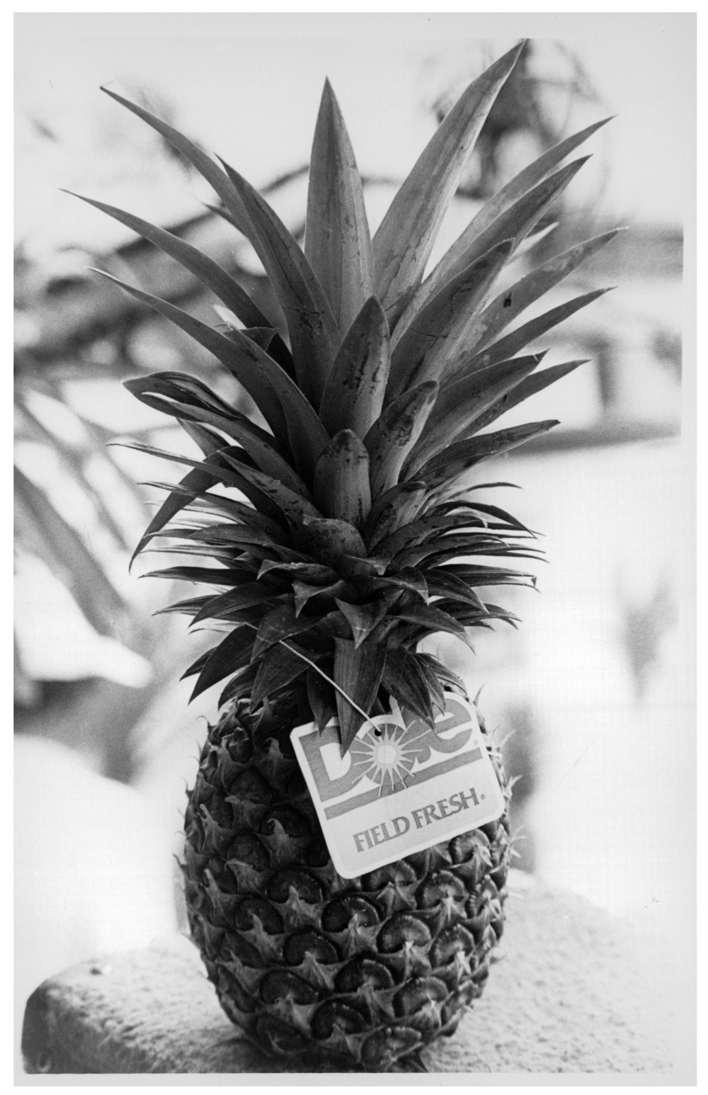 Dole Pineapple