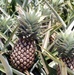 Dole Pineapple