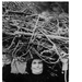 Woman carrying cut branches on head