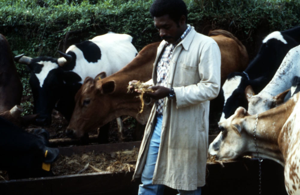 Man inspecting dairy cattle feed