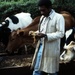 Man inspecting dairy cattle feed