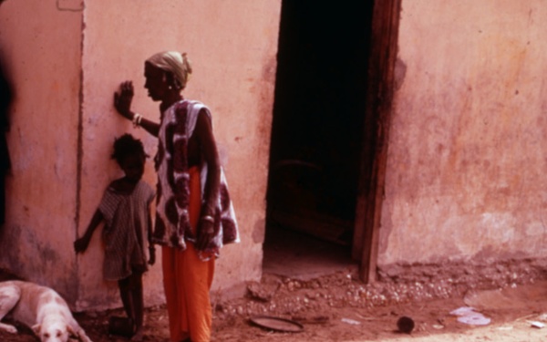 Dying cow in Mauritania