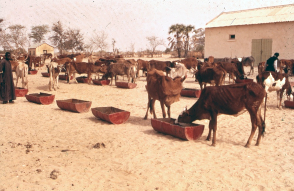 Cattle drinking