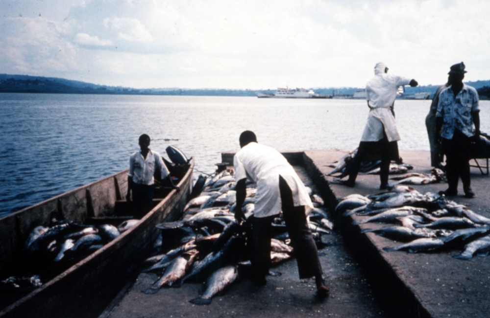 Fish Processing, Uganda