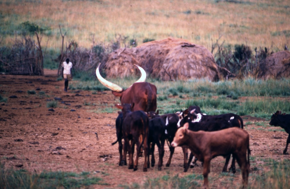 Ankole Cattle, Uganda