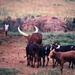 Ankole Cattle, Uganda