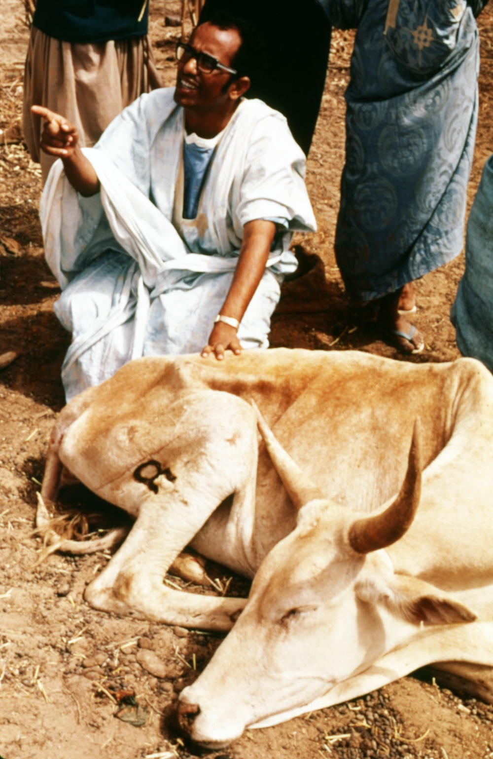 Veterinarian in Mauritania