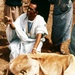 Veterinarian in Mauritania