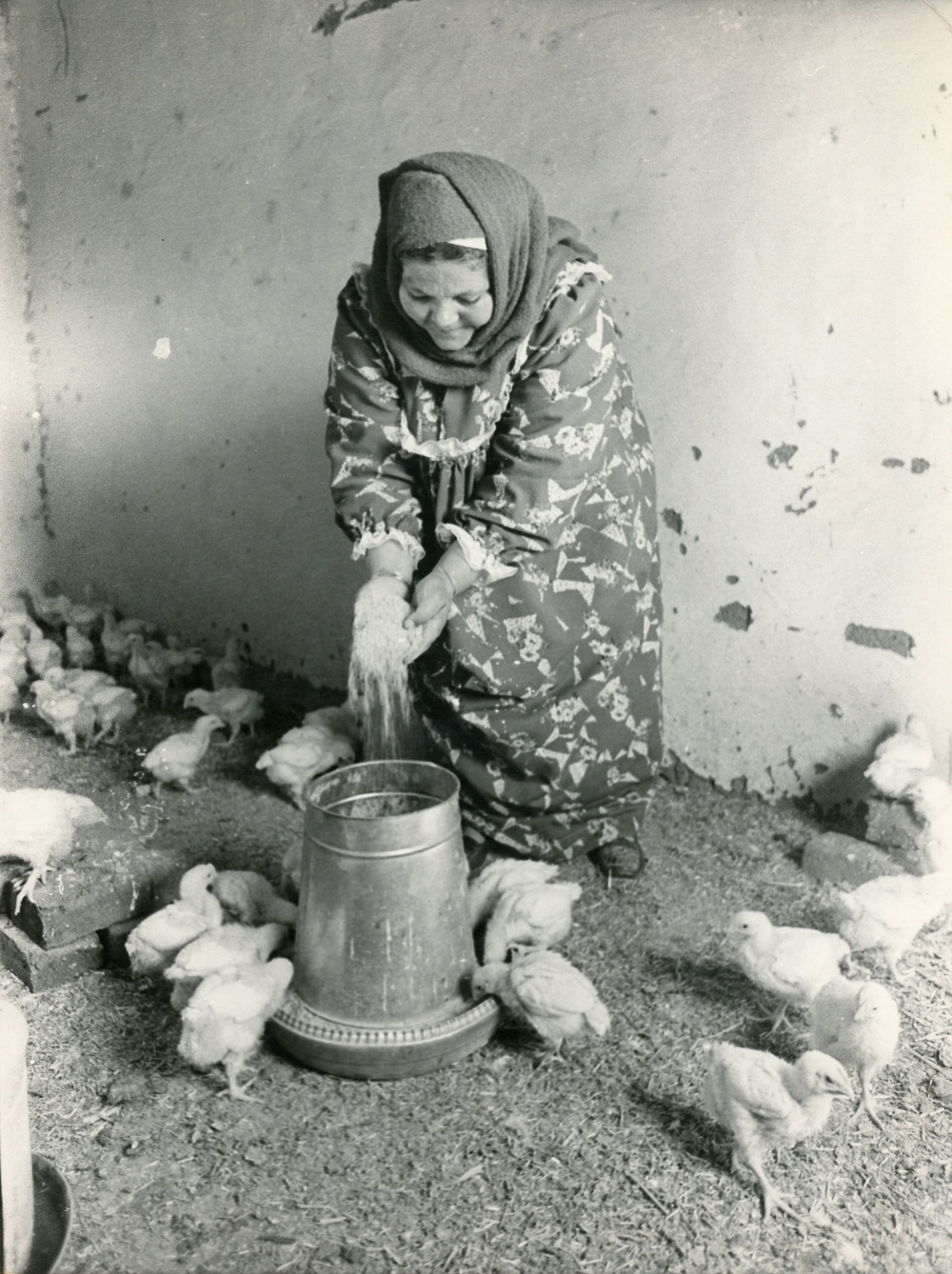 Woman feeding chickens