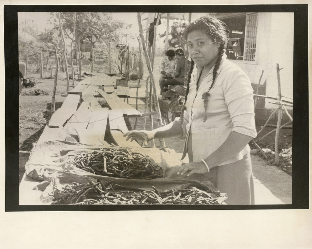 Woman gathering peas