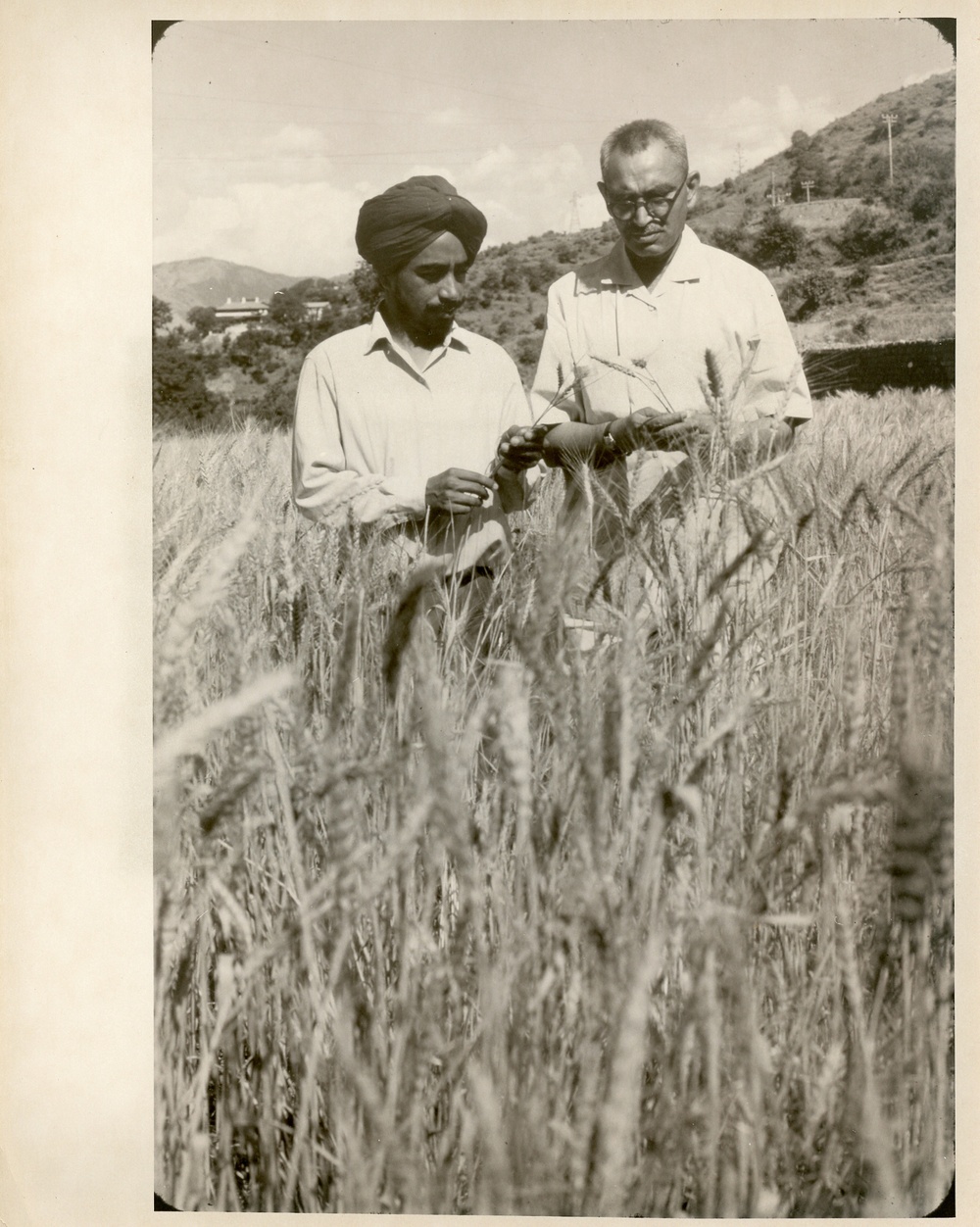 Men observing wheat in field